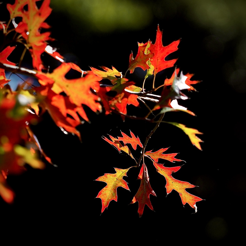 紅葉