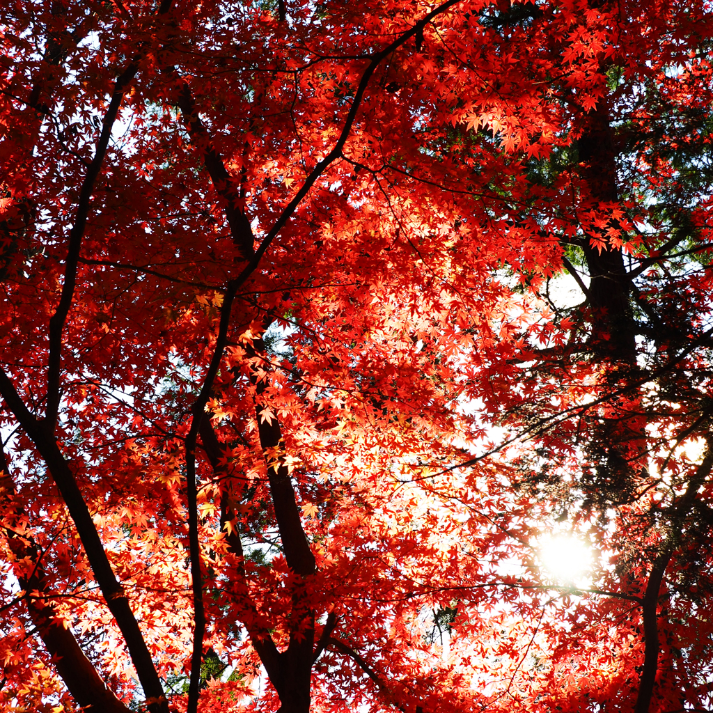 嵐山渓谷の紅葉