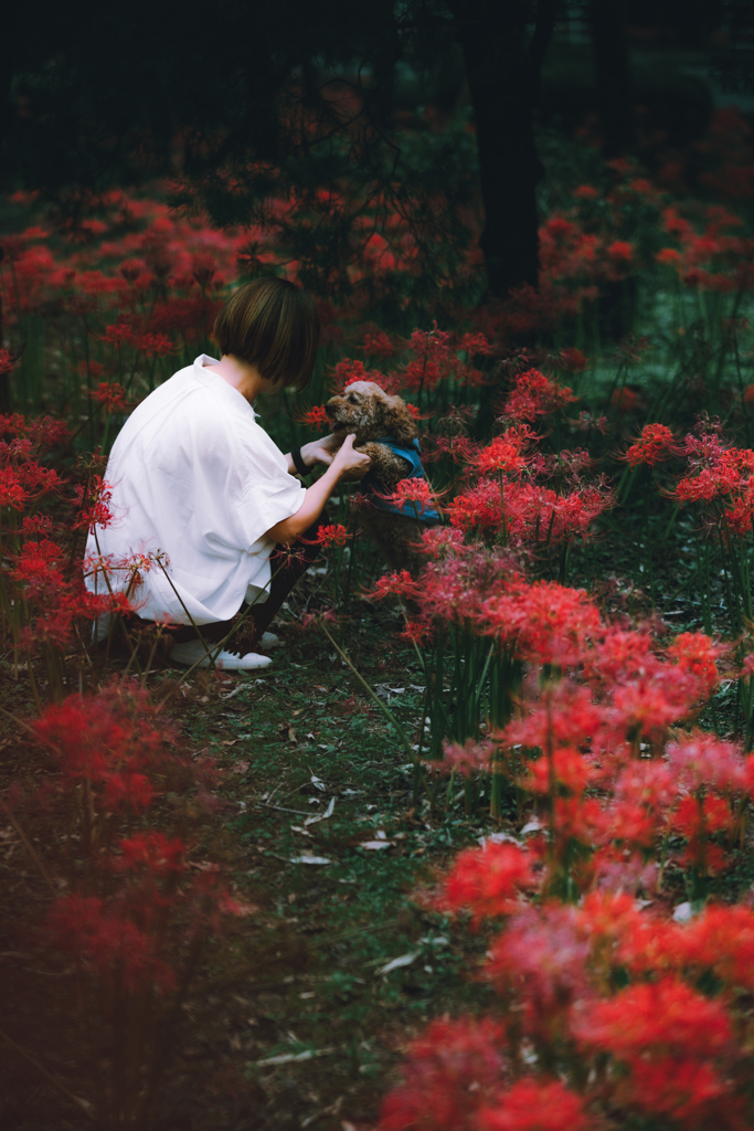 彼岸花2