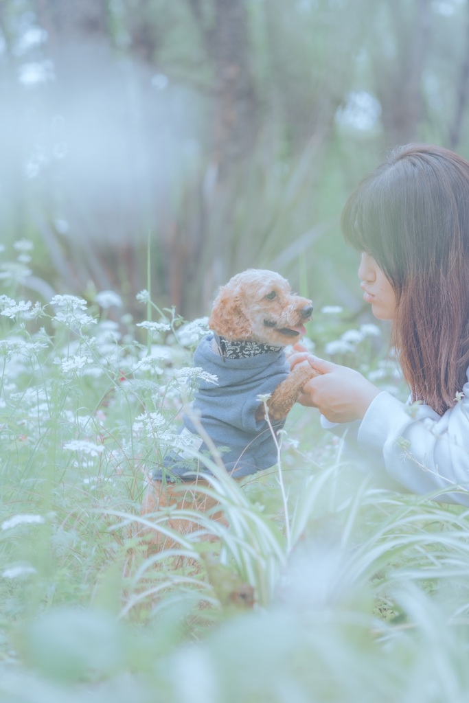 雪の花