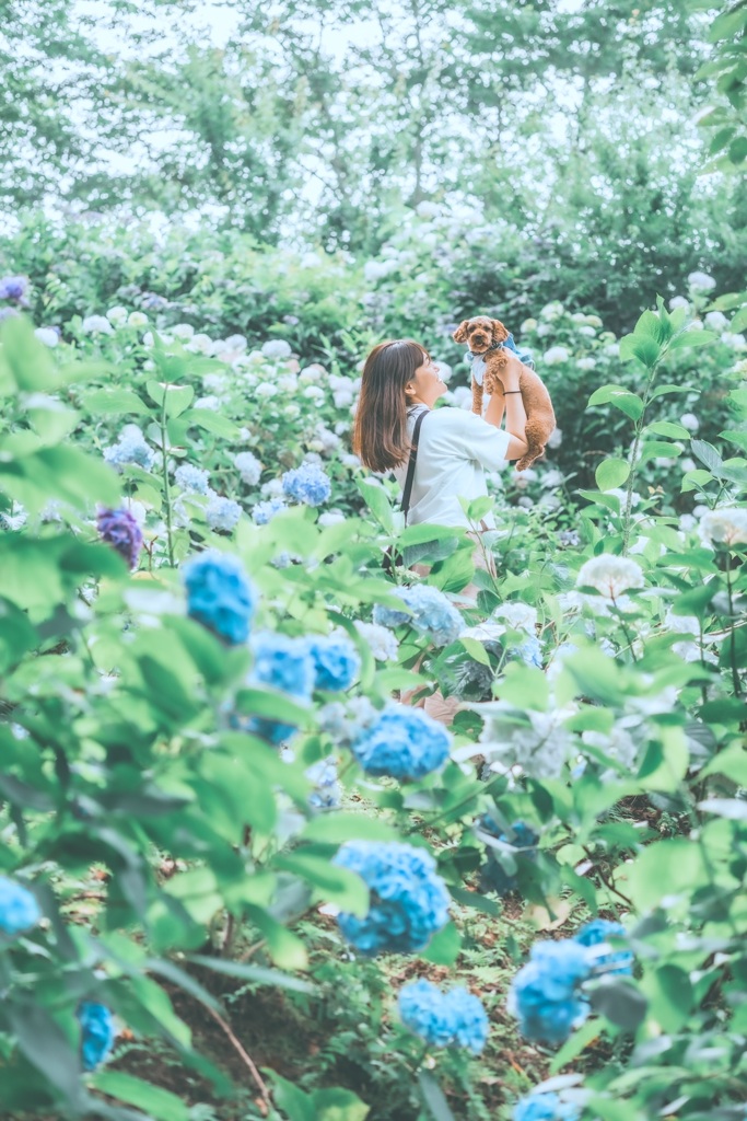 紫陽花1