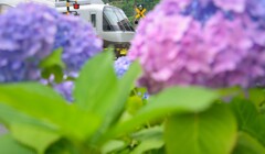 紫陽花の隙間から