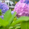 紫陽花の隙間から