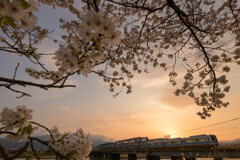 桜と夕陽バックの小田急