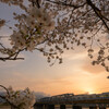 桜と夕陽バックの小田急