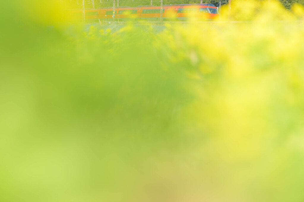 菜の花とロマンスカー