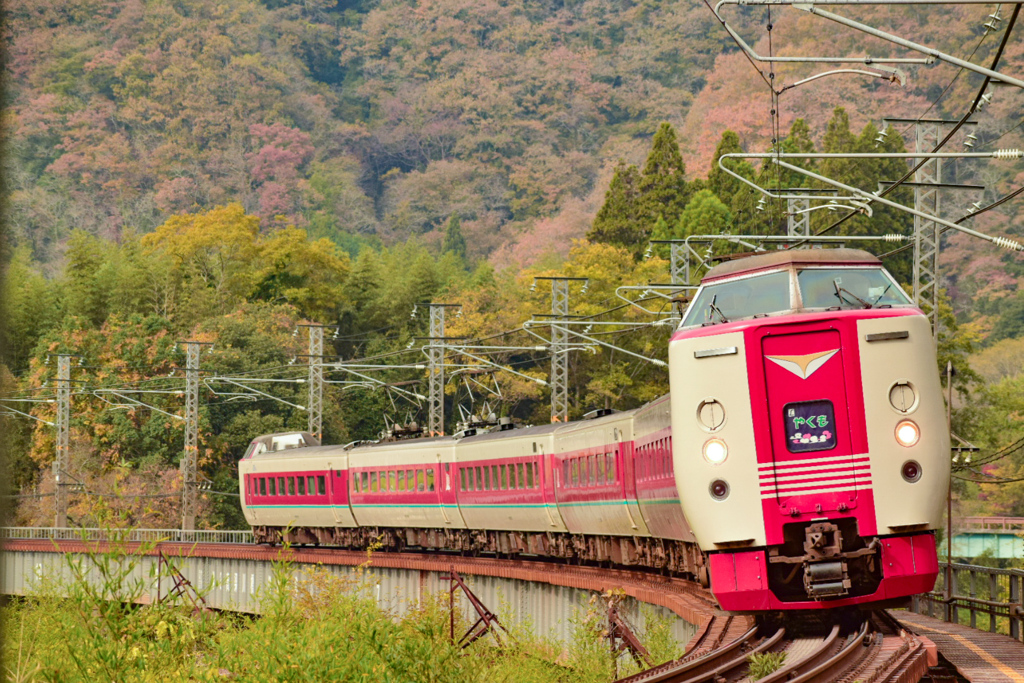 紅葉とやくも①