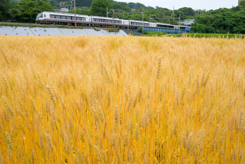 県内一の麦処とロマンスカー