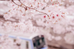 桜と相鉄線
