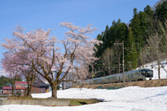 桜と四季島