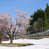 桜と四季島