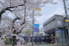 和田町の駅前桜