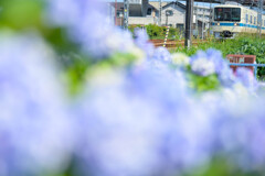 線路沿いの紫陽花と