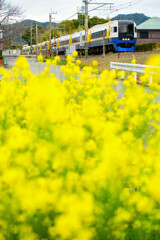 線路添いの菜の花