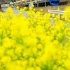 線路添いの菜の花