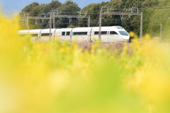 疑似菜の花畑