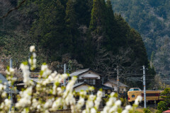 桃の花と国鉄やくも