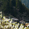 桃の花と国鉄やくも