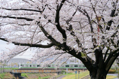 横浜線と桜