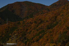 紅葉には白い車体！！