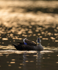 撮り鉄が撮る鳥