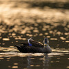 撮り鉄が撮る鳥