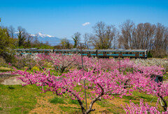 桃の花と八ヶ岳