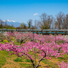桃の花と八ヶ岳