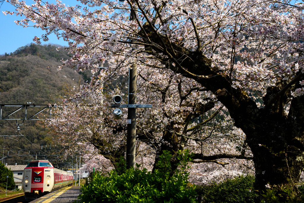 木野山駅の桜とやくも