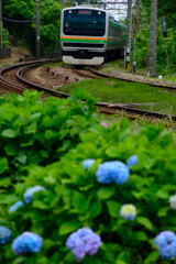線路脇の紫陽花