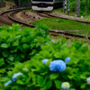 線路脇の紫陽花