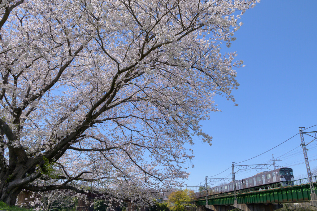 桜とレトロ車両