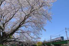 桜とレトロ車両