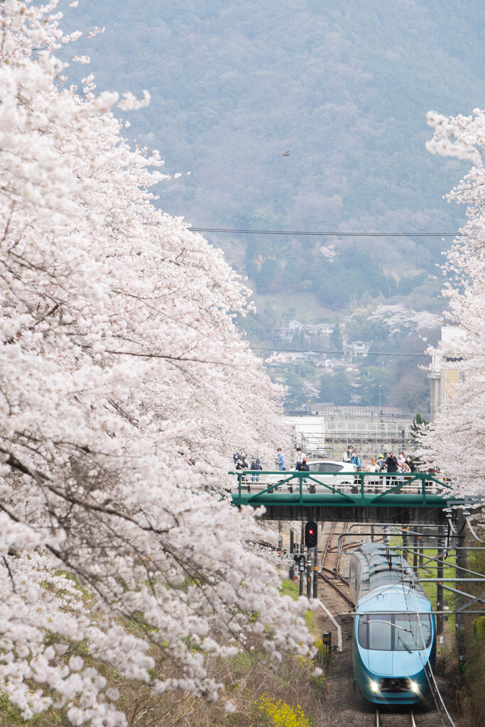 山北　桜並木にて