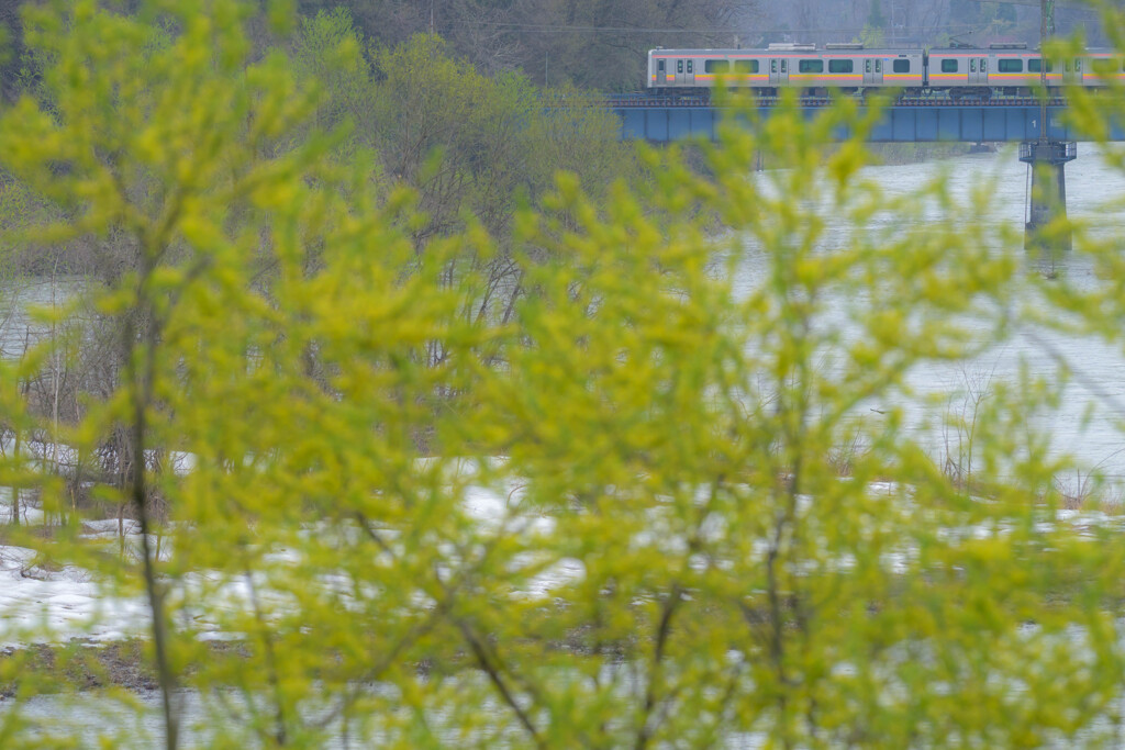 芽吹き始めた緑