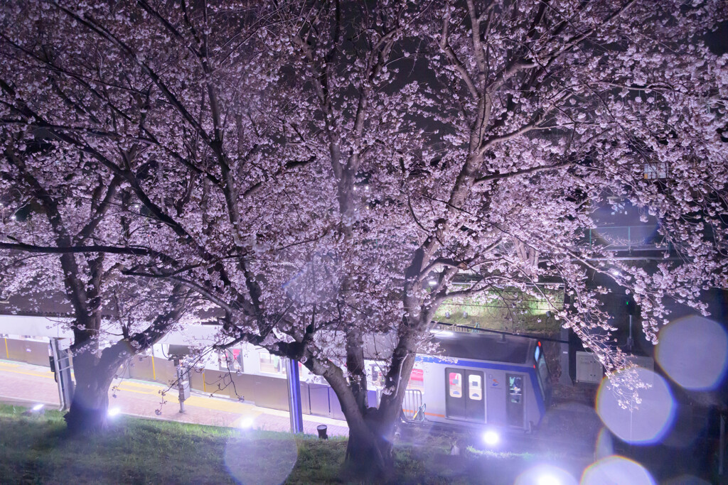 弥生台の桜