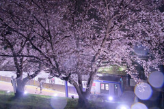 弥生台の桜