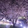 弥生台の桜