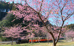 河津桜と里山トロッコ
