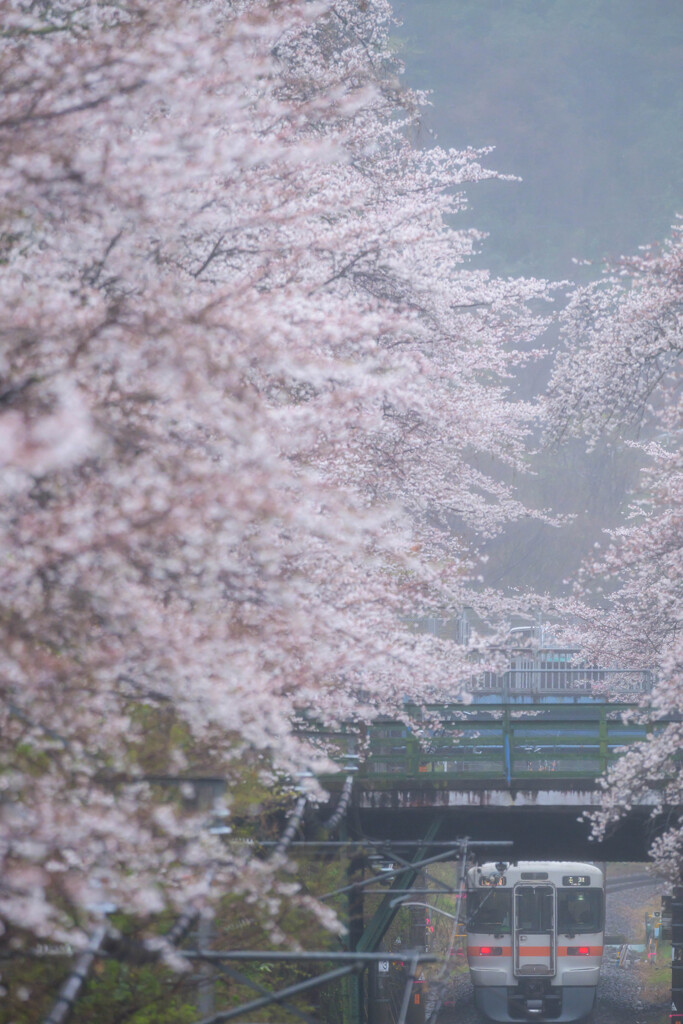 桜の中を走る列車