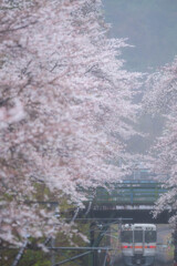 桜の中を走る列車