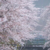 桜の中を走る列車