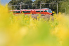 疑似菜の花畑　GSE