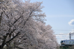 満開桜と特急ラビュー