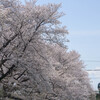 満開桜と特急ラビュー