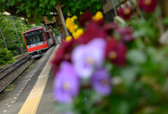駅のお花と登山電車