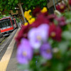 駅のお花と登山電車