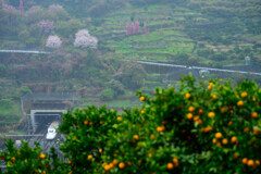 春雨の山と新幹線