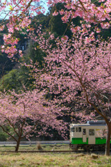 キハ40と河津桜