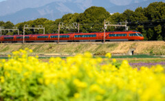 菜の花とロマンスカー①